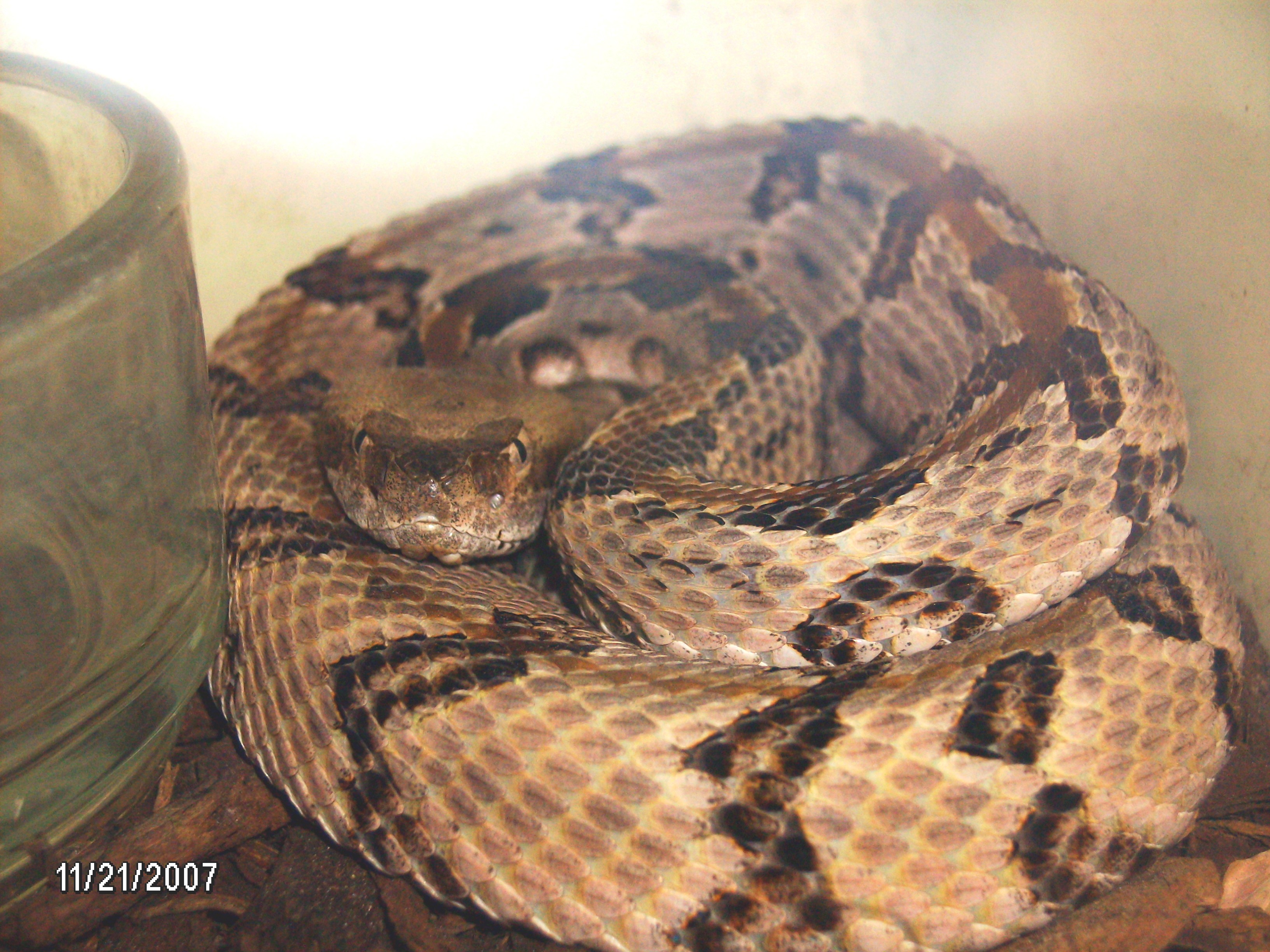 canebrake redo.jpg [1482 Kb]